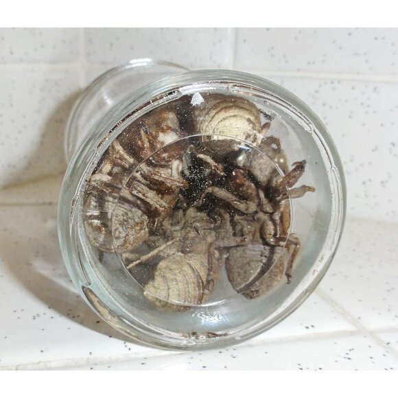 Glass Apothecary Oddity Jar with 13 Large Cicada Skins curiosity witchy goth - Picture 12 of 12